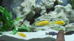 Besatz im Aquarium Becken 2007