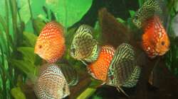 Teil der Diskusgruppe