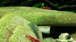 Red-Fire Zwerggarnele