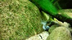 Häutungsreste einer Garnele