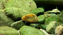 Dekoration im Aquarium River of White Clouds Mountains