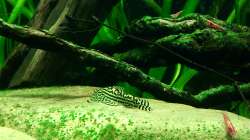 Dekoration im Aquarium River of White Clouds Mountains