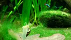 Dekoration im Aquarium River of White Clouds Mountains