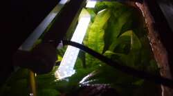 Lumlight-Leuchtbalken