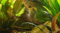 Pterophyllum-Männchen