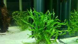 Cryptocoryne spiralis 