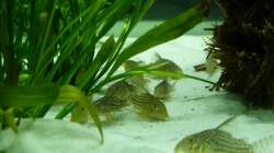 Corydoras Sterbai