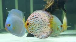 Besatz im Aquarium Diskus