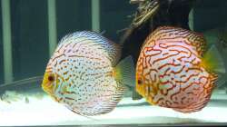 Besatz im Aquarium Diskus