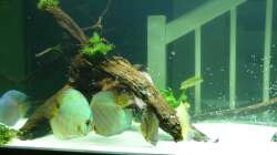 Besatz im Aquarium Diskus