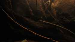 Dunkelbrauner Bodengrund mit Ästen,Zweigen und Laub