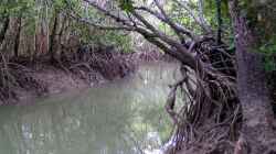 Ebenfalls die typische Uferregion des Rio Negro ( Seitenarm )