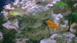 Pseudotropheus saulosi eins trägt Nachwuchs im Maul