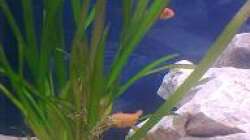 Besatz im Aquarium Fluval Venezia Eckaquarium