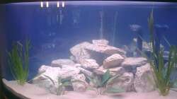 Aquarium Fluval Venezia Eckaquarium