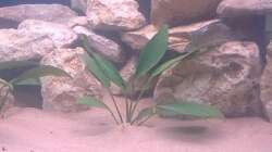 Pflanzen im Aquarium Fluval Venezia Eckaquarium