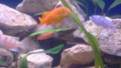 Besatz im Aquarium Fluval Venezia Eckaquarium