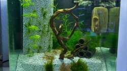 Gesamtansicht - 26.06.2011