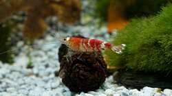 Erwachsenes männliches Tier