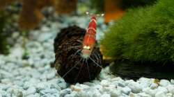 Erwachsenes männliches Tier