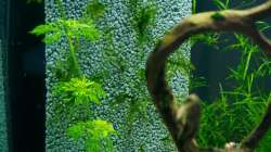 Technikabdeckung - Soll mit Javamoos zuwachsen