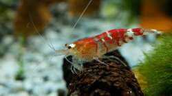 Erwachsenes männliches Tier