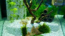 Tereassenmodul - Soll mit Fissidens bewachsen...