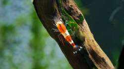 Nachwuchs - ca. 8 Wochen alt