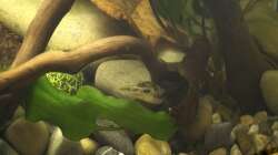 Frieda - Weitersuchen - irgendwo findet man immer eine Schnecke! - 04.07.2011