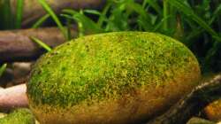 Leckere Knappersteine - 24.08.2011