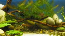 Mein kleiner Fluss :-D - 10.07.2011