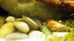 Flossensauger in seinem Element - 10.07.2011