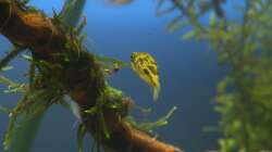 Gertrud - schaut sich an, was Emil gefundet hatte - 04.07.2011