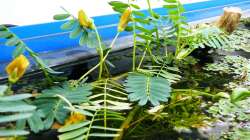Wassermimose mit Blüten - 25.10.2011
