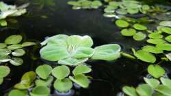 Muschelblume und Farne - 02.07.2011