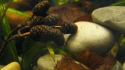 Laub und Erlenzapfen