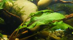 Cryptocoryne Wendtii Grün - 02.07.2011