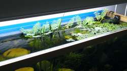 Wassermimose - 11.08.2011