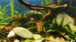 Pflanzen-Arrangement - 02.07.2011