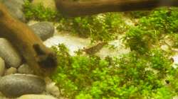 Rückenstrichgarnele - 02.07.2011