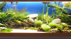 HB - Nach ca. 6 Wochen - 11.08.2011