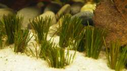 Eleocharis parvula - 02.07.2011