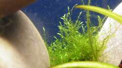 Sichelmoos - 28.07.2011