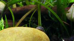 Mmmh - Das schmeckt! - 28.07.2011