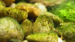 Leckere Knappersteine - 24.08.2011