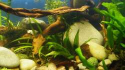 Wurzeln, Steine, Laub und Pflanzen - 02.07.2011