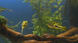 Emil und Gertrud - 04.07.2011