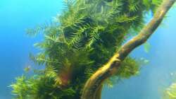 Fissidens-Moos frisch auf eine Wurzel gebunden - 17.07.2011