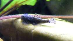 Flossie - Gastromyzon ctenocephalus - 28.07.2011