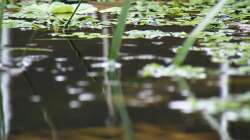 Blick über das Wasser - 02.07.2011